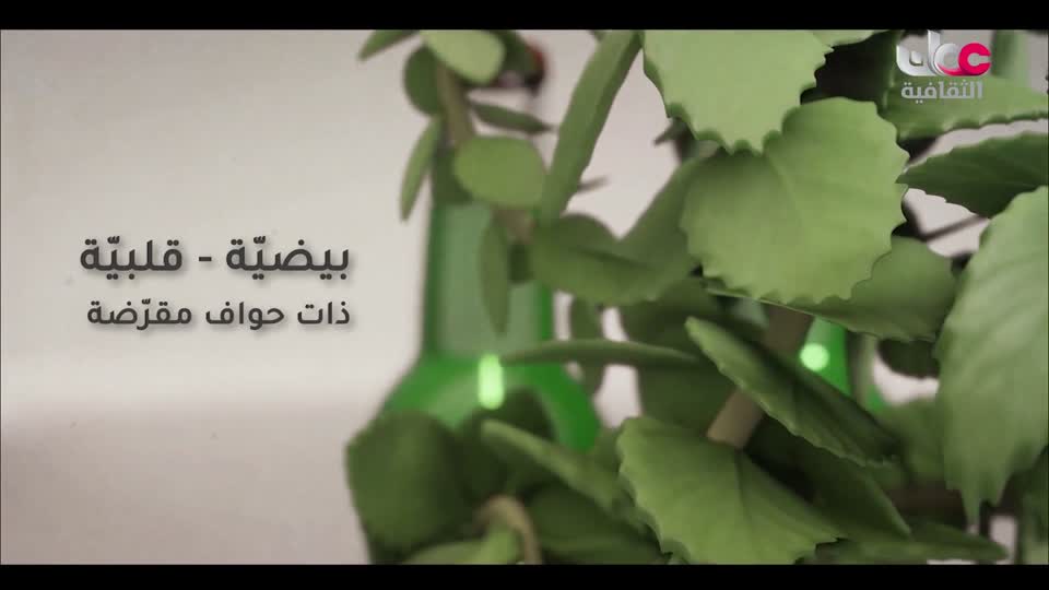 Show details-أبجديات ثقافية عمانية - الزموتة - الحلقة 5