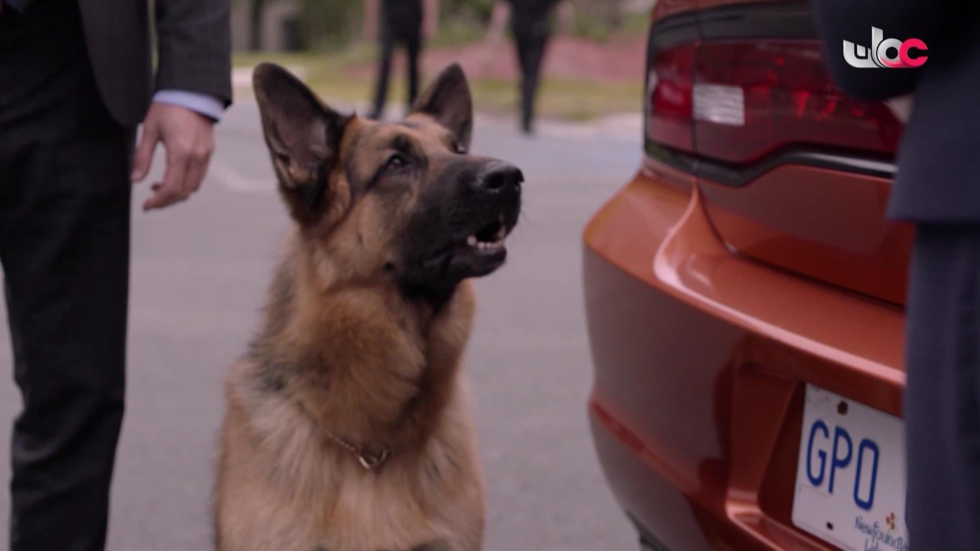 HUDSON AND REX - المسلسل الاجنبي - الحلقة 21