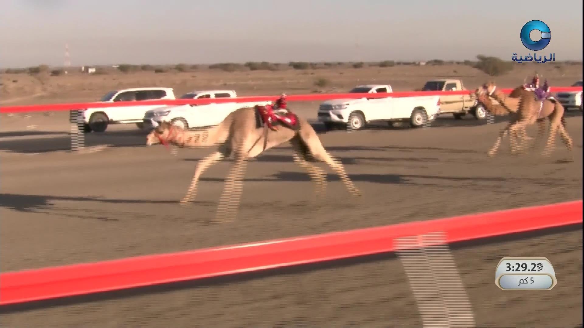 اليوم الثالث ج1 - السباق السنوي للإتحاد العماني للهجن - صحار 2025