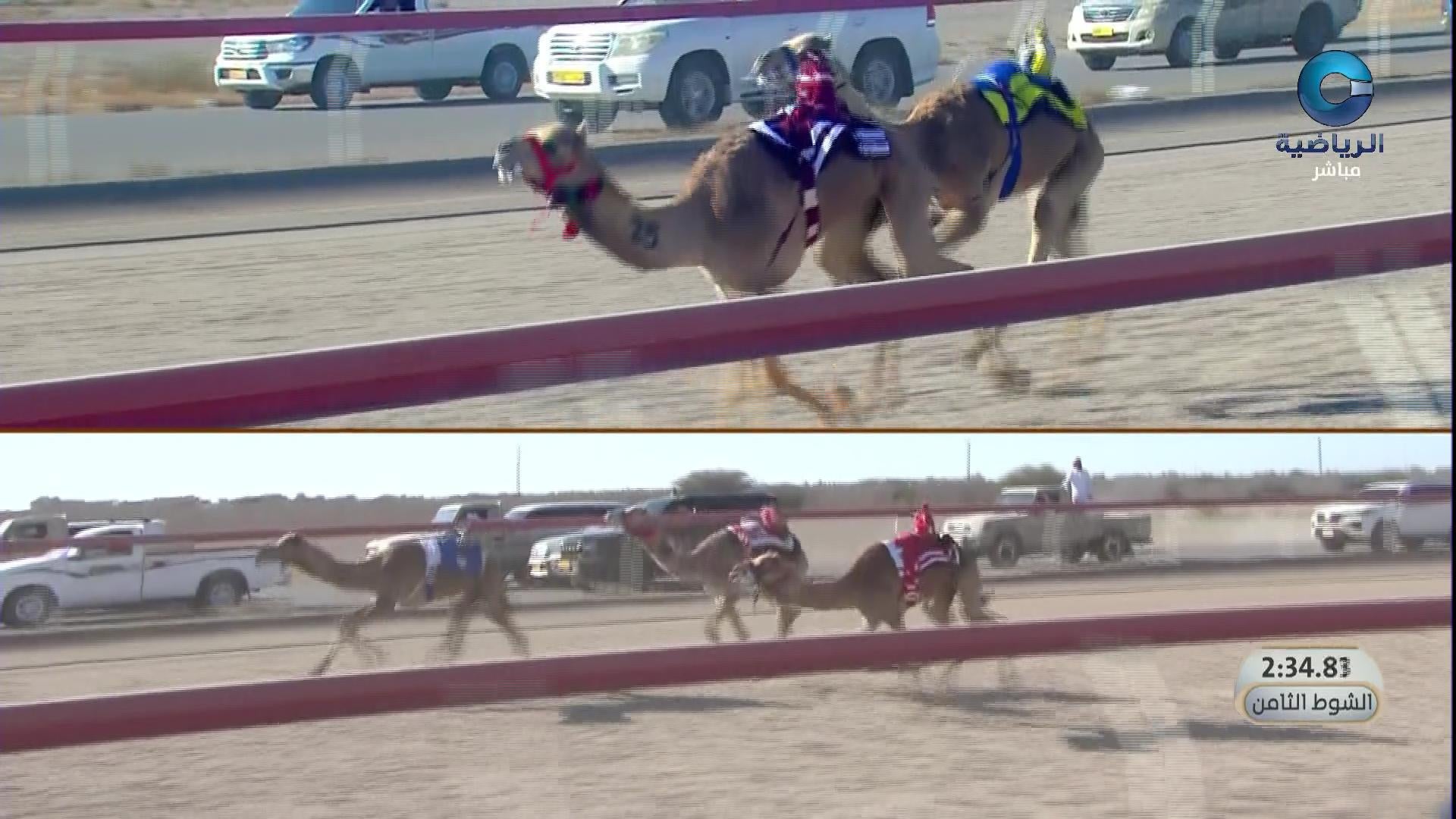 2026 السباق السنوي للاتحاد العماني لسباقات الهجن