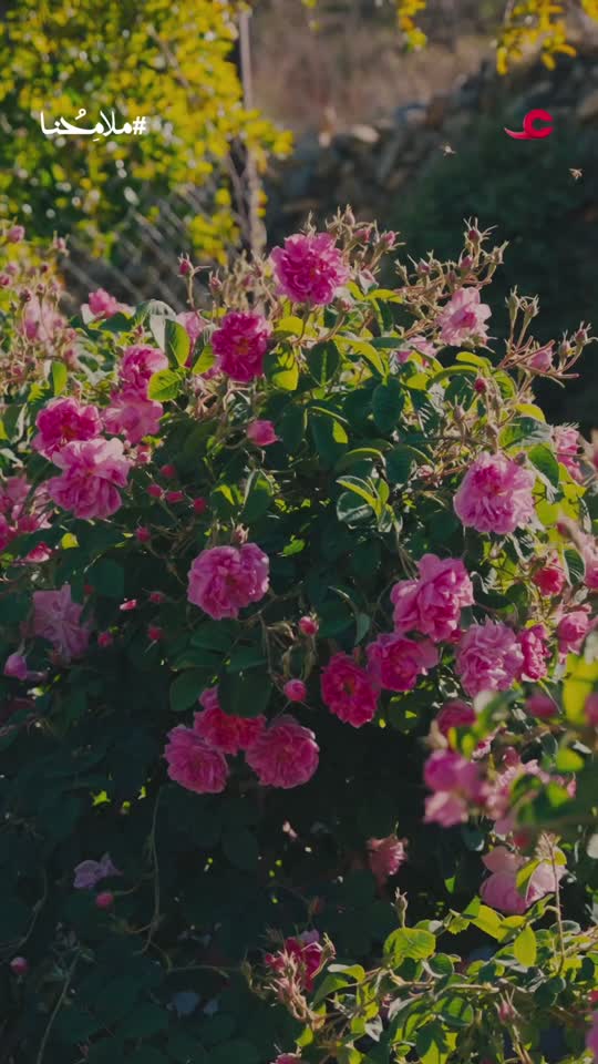 فاصل ترويجي - ذهب الجبل الأخضر