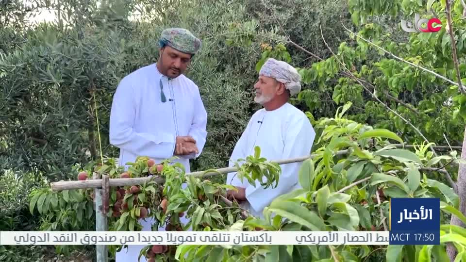 Show details-تغطيات من المحافظات - بدء حصاد الفاكهة الصيفية بالجبل الأخضر