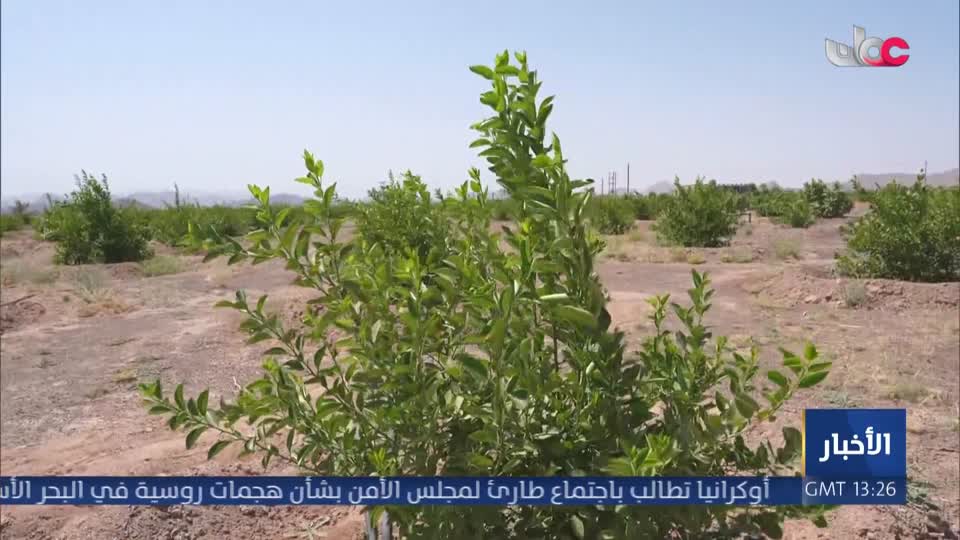منطقة الزروب بولاية محضة تحتضن أول مشروع استثماري تكاملي متخصص في إنتاج الفاكهة