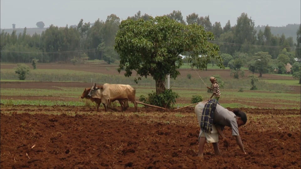  2- بحيرة تانا