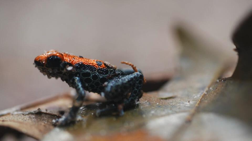 خفايا مخلوقات الأمازون - الجزء الثاني