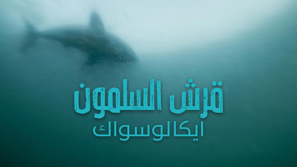 قرش السلمون ايكالوسواك