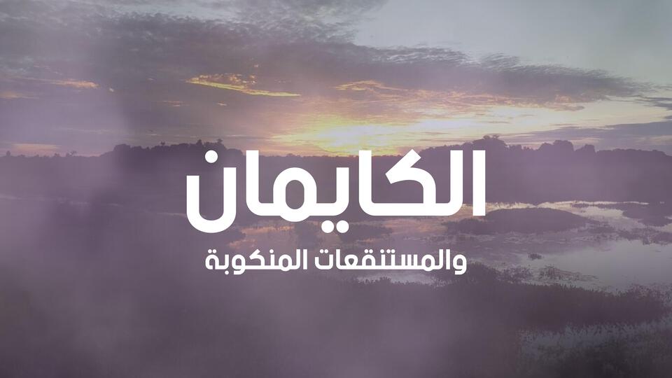 الكايمان والمستنقعات المنكوبة