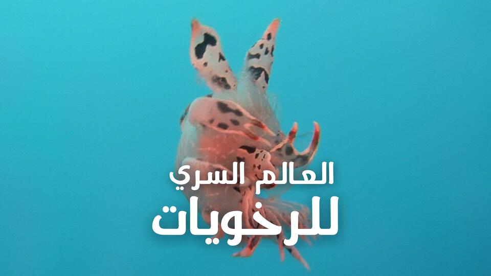 العالم السري للرخويات