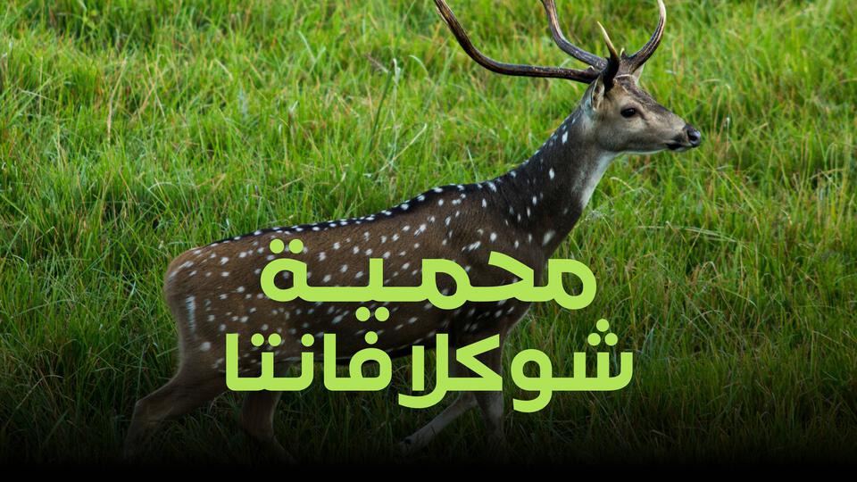 محمية شوكلافانتا