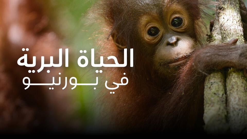 الحياة البرية في بورنيو