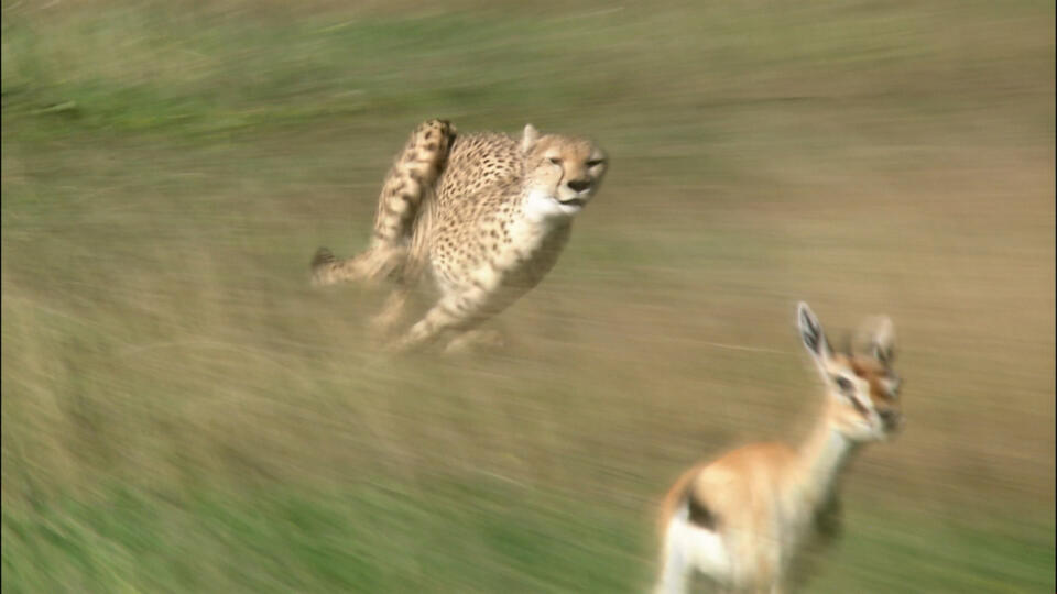 المفترسون الأفارقة