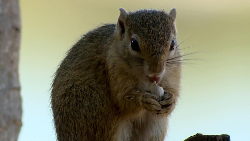 حيوانات إفريقيا الصغيرة