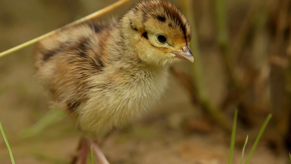 الحياة في الحقول