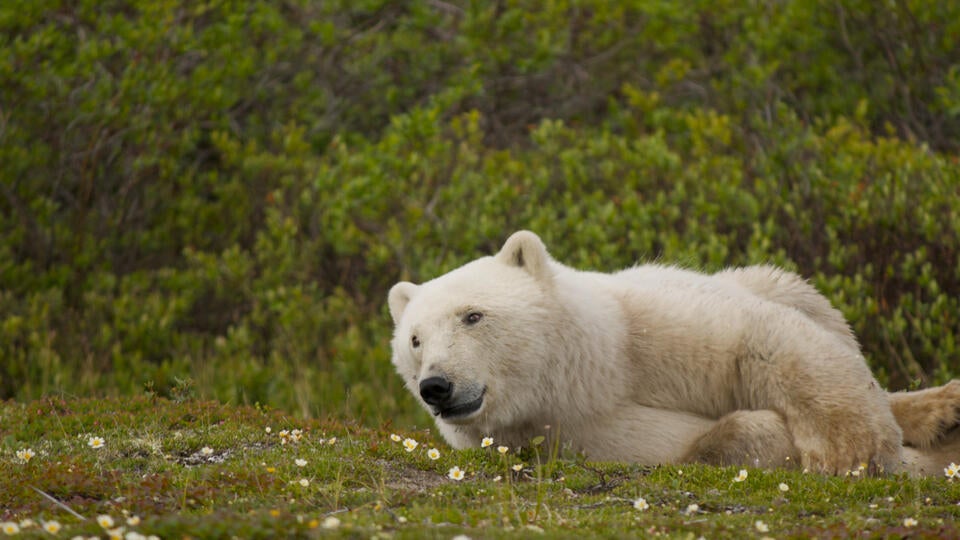 انقراض الدب القطبي