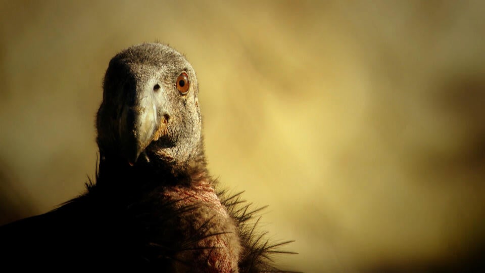 الكوندور الكاليفورني