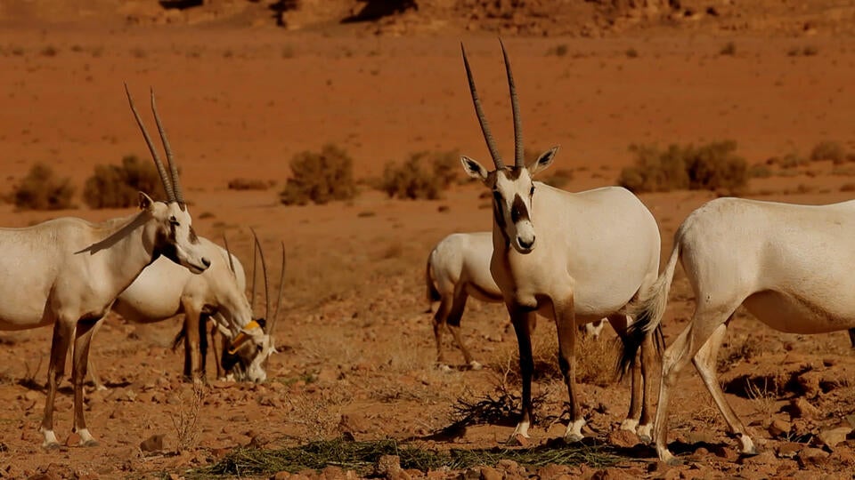 المها العربي