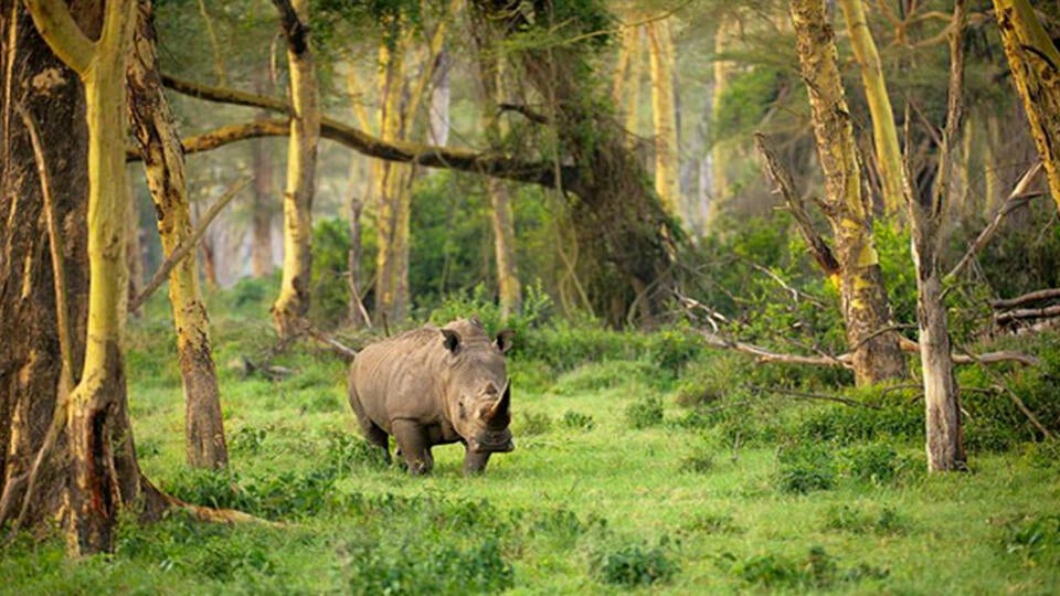 منتزه أوجونغ كولون الوطني