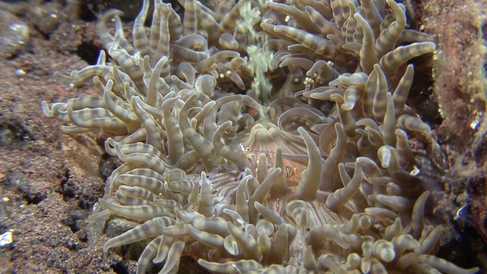 ليالي الأعماق