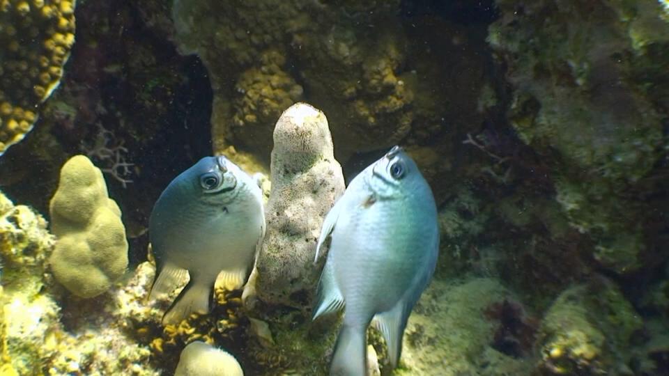 تكاثر الأسماك