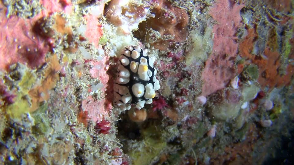 قلب الشعاب المرجانية