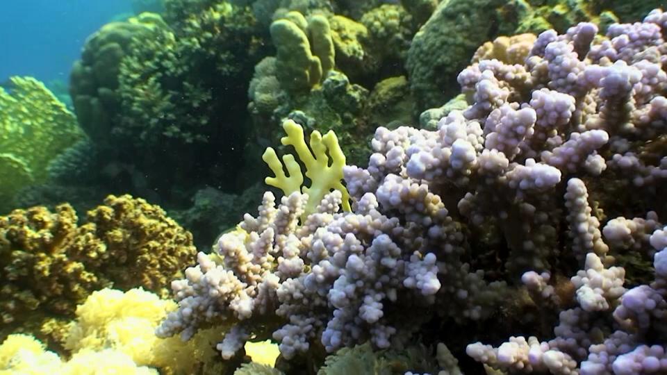 ألوان الأعماق