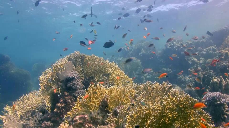 نشأة الشعاب المرجانية