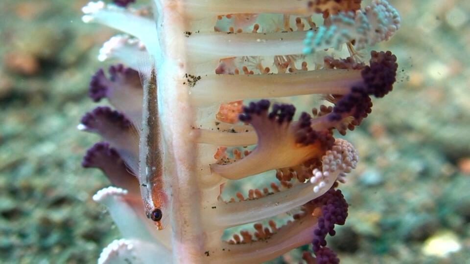 غرائب الأعماق