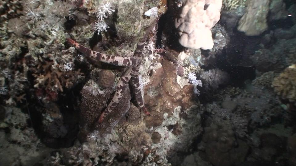 حركة الأسماك