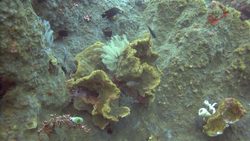 غذاء الأسماك