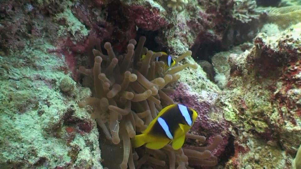 مسرح المرجان