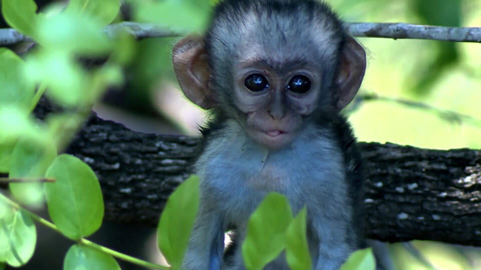 نمو الحيوانات في السافانا