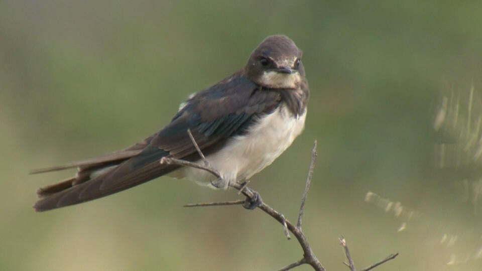 حواس السافانا