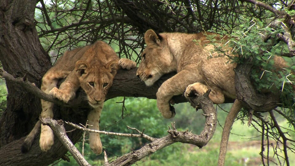 أسياد السافانا الحقيقيون