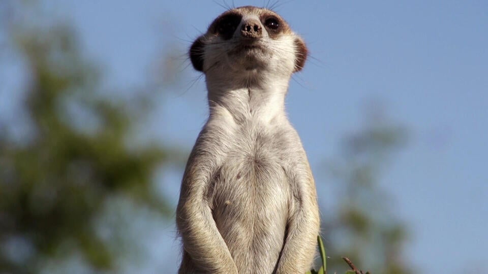 سلوك غريب في السافانا