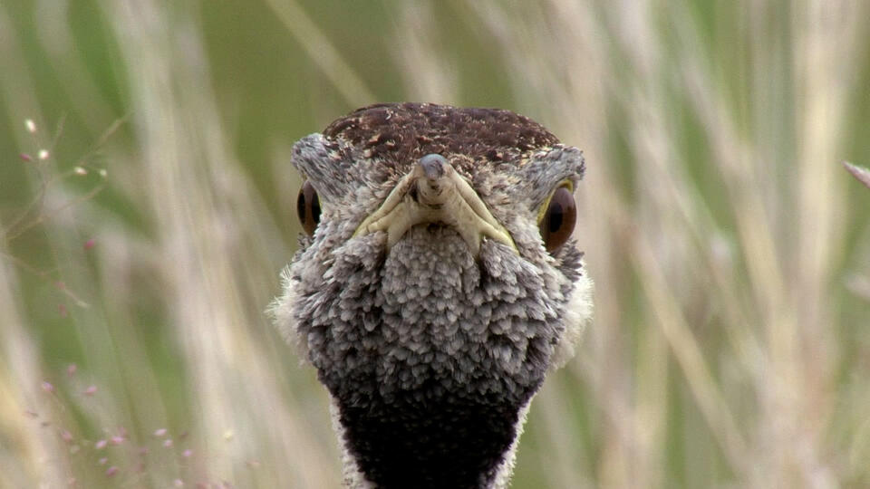 أبطال السافانا