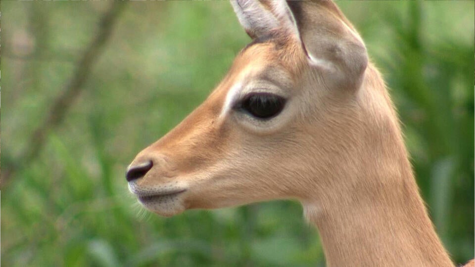 نهاية العام في السافانا