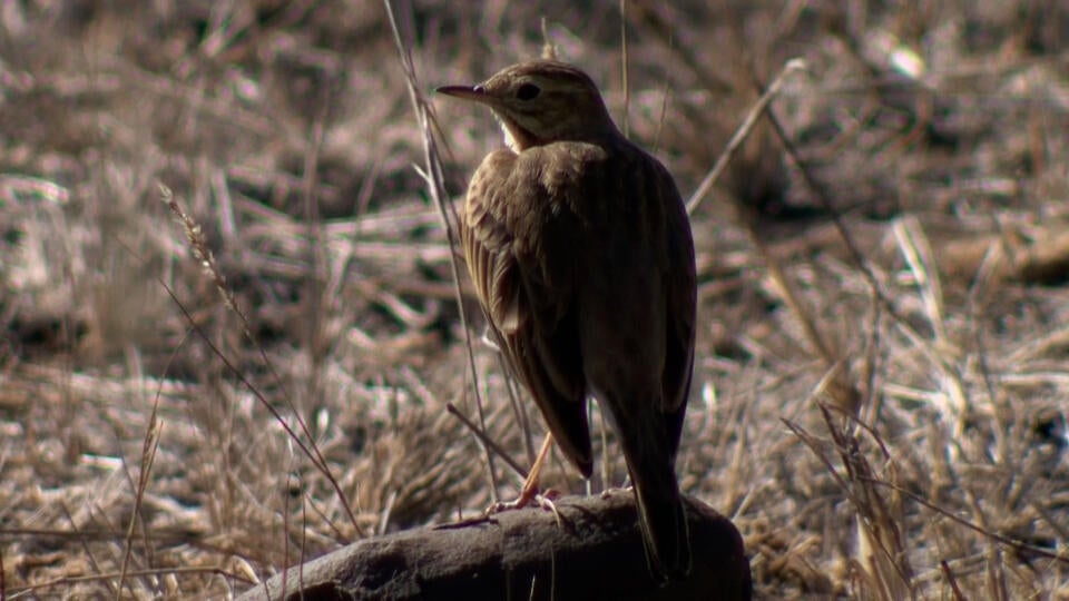 خبايا السافانا