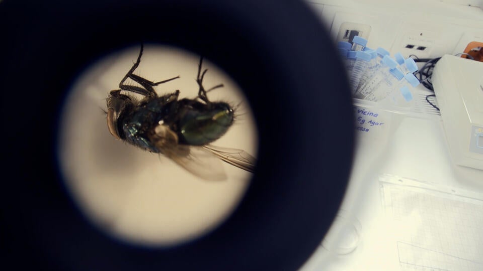 محققو الحشرات