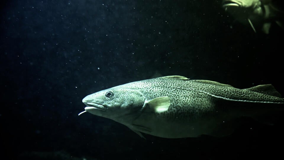 2- صخب في الغابة