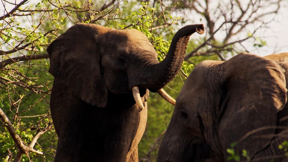 1- لغة الجسد