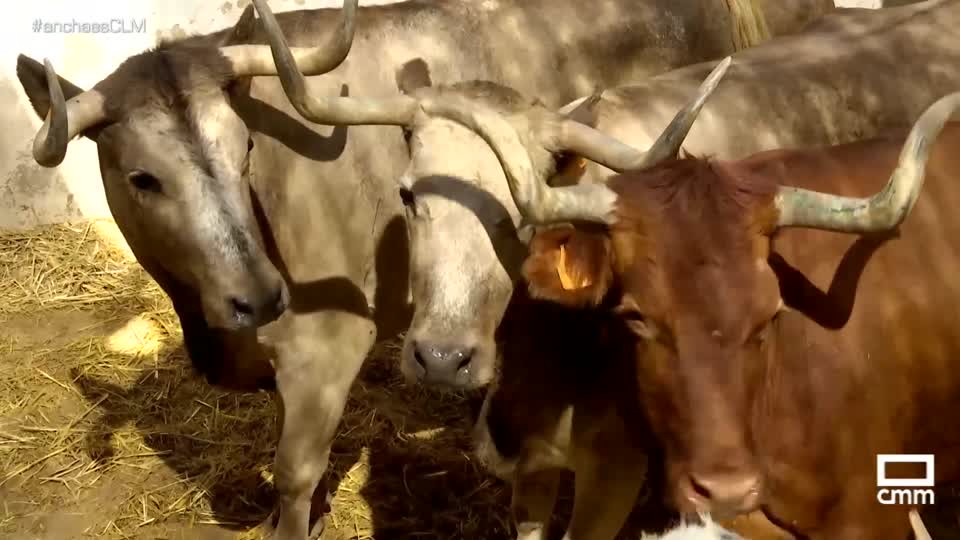 Conocemos la vaca enmaromada en La Puebla de Montalbán