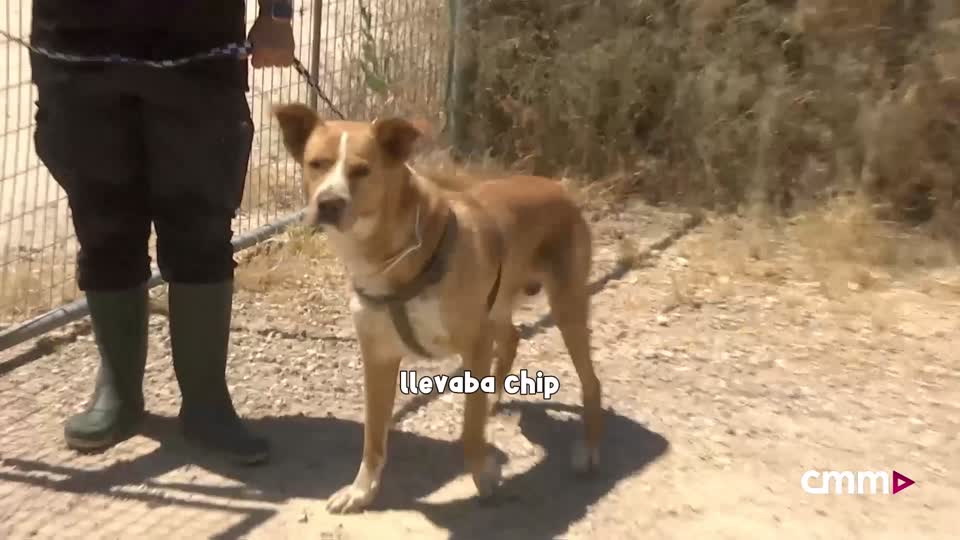 Adopta en verano y conoce a Scotch en Amparanimals
