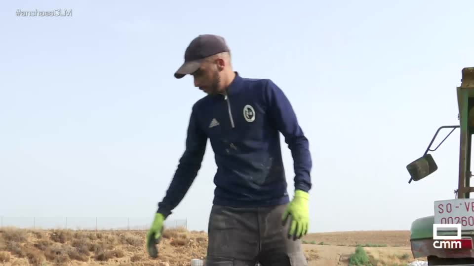 Recogemos melones en Hellín