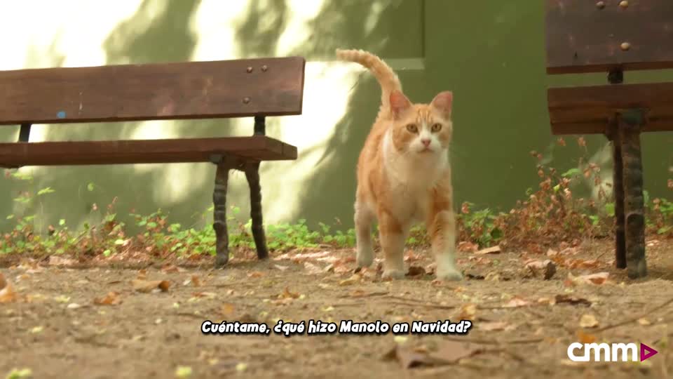 Cortar el paso o dormir en la cuna del niño Jesús: así es Manolo, el gato de Almansa