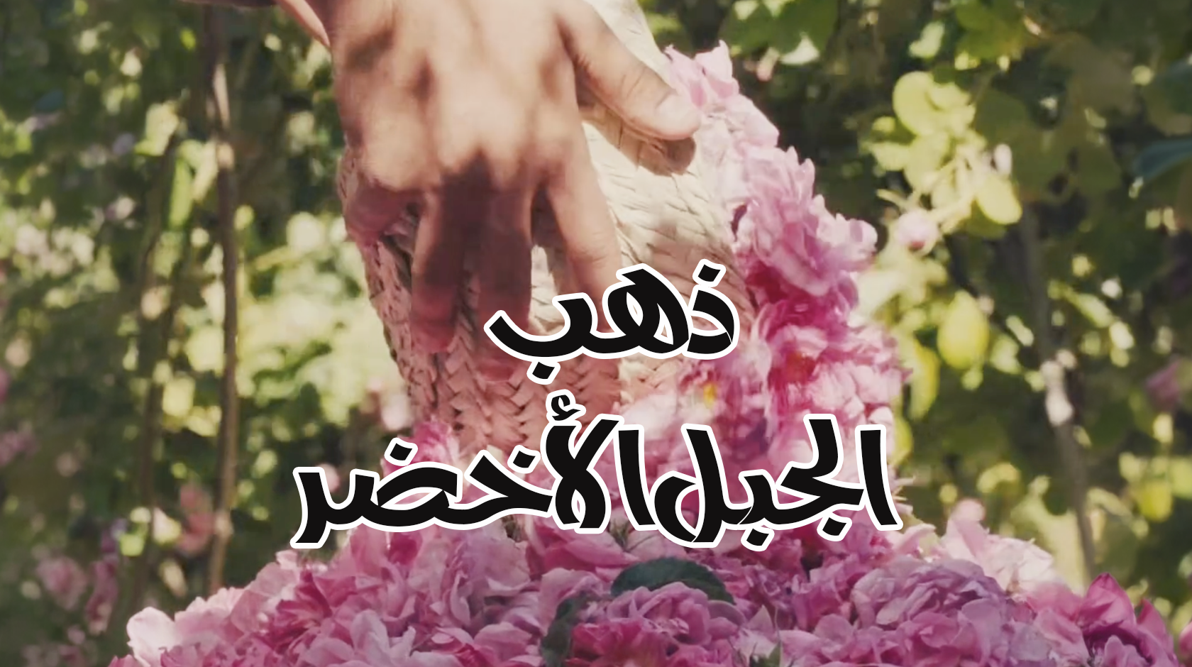 ذهب الجبل الأخضر