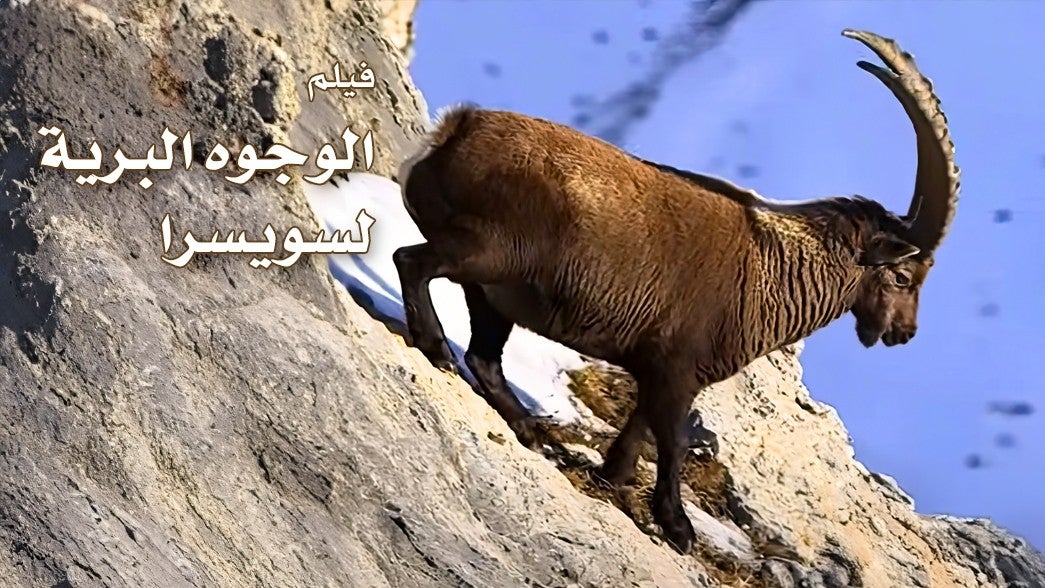  الوجوه البرية لسويسرا
