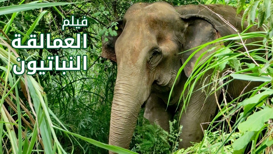  العمالقة النباتيون