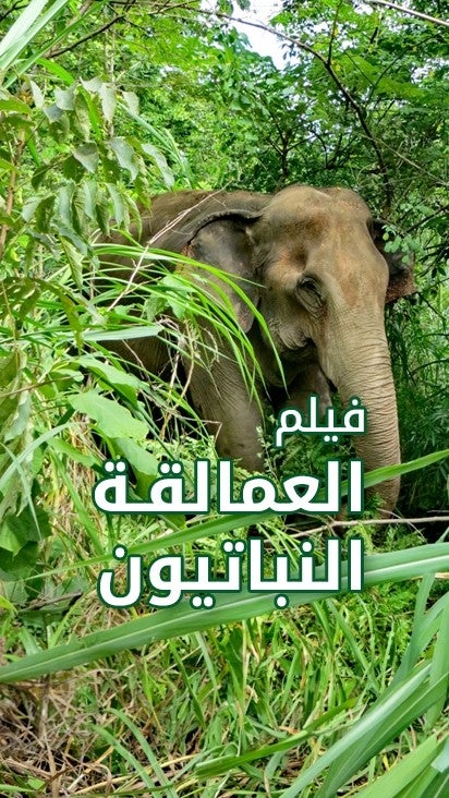  العمالقة النباتيون