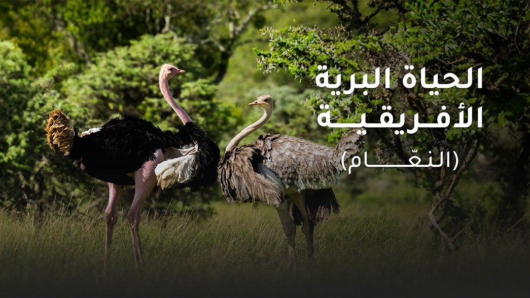 الحياة البرية الأفريقية (النعام)