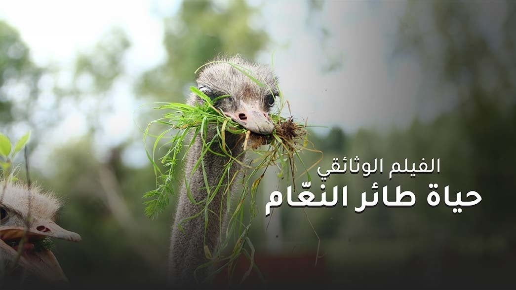 حياة طائر النعام